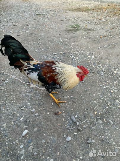 Китайский Петух