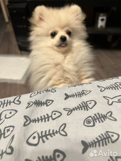 Цвергшпиц померанский