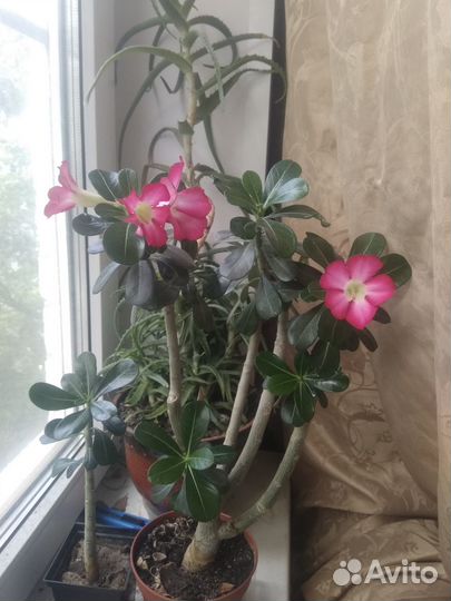 Комнатные цветы