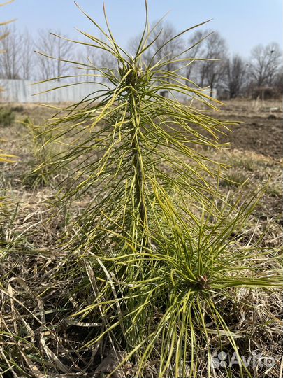 Саженцы сосны обыкновенной