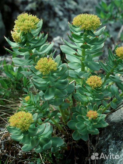 Многолетники, золотой корень,спирея