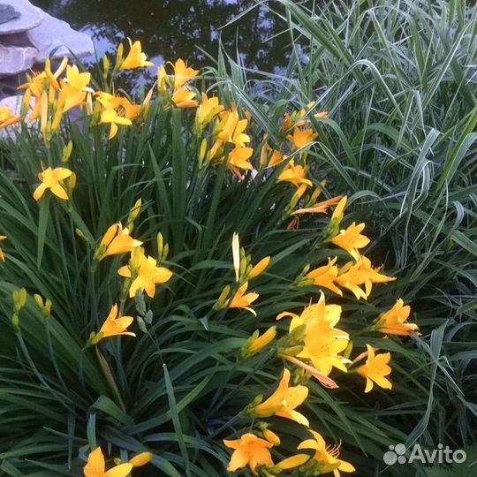 Ирис, хосты