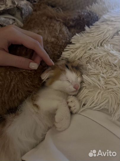 Кошка в дар
