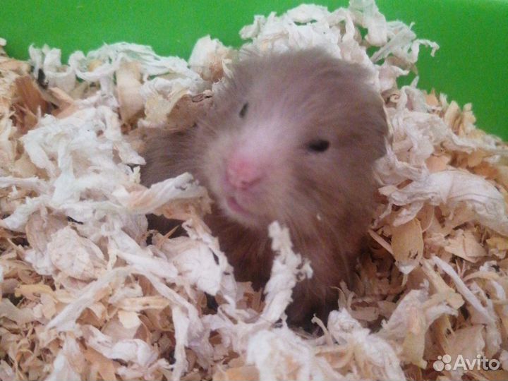 Сирийский хомяк бесплатно