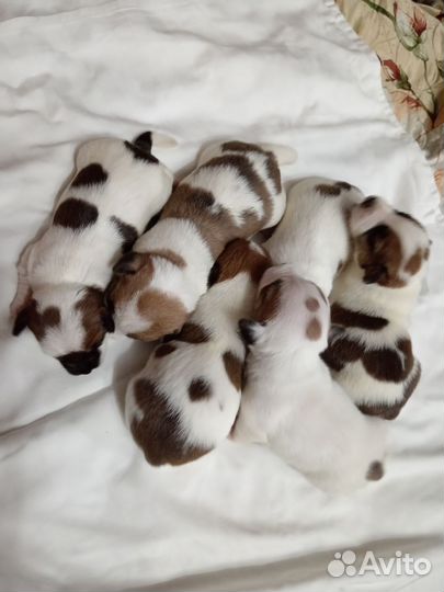 Щенки джек рассел терьер