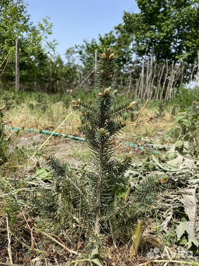 Голубая ель