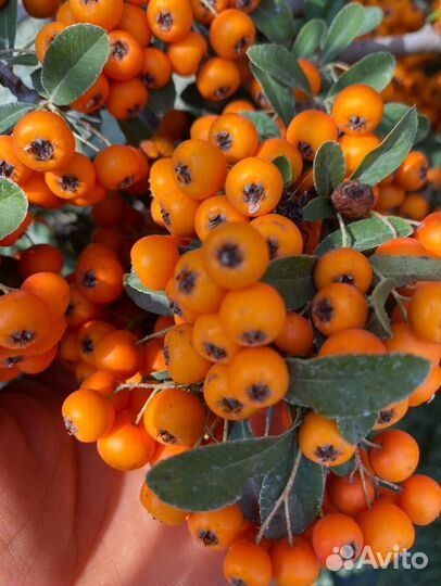 Пираканта Оранж Глоу