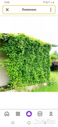 Саженцы китайского лимонника