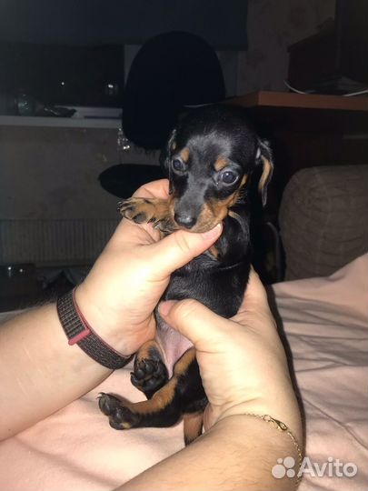 Стандартные девочки таксы