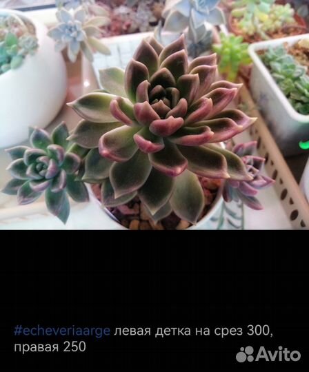 Суккуленты эконом виды