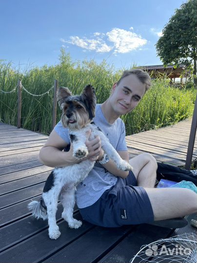 Выгул собак