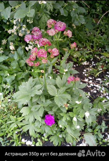 Цветы многолетние