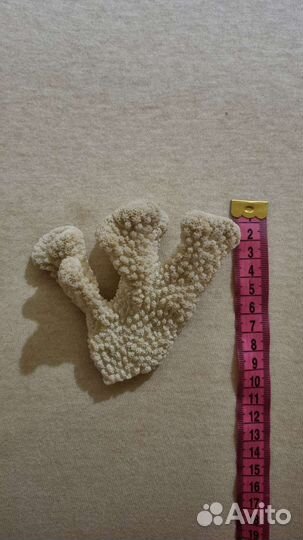 Ракушка и коралл