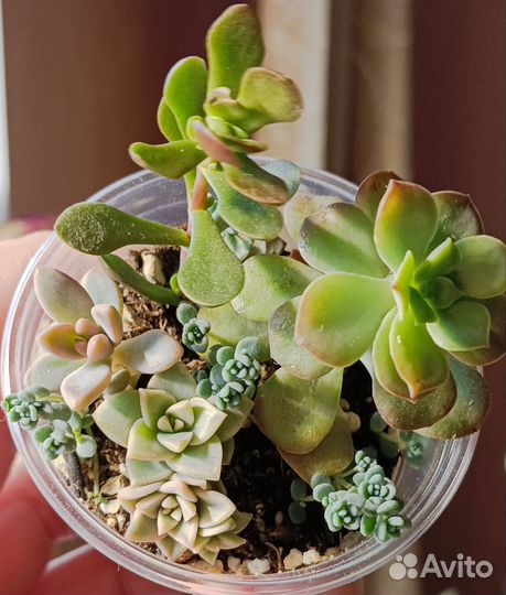 Суккуленты