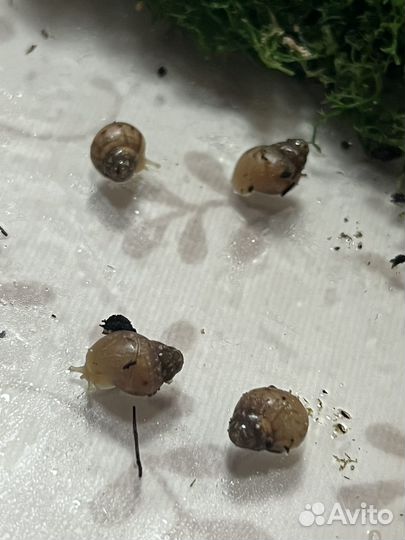 Улитки ахатины