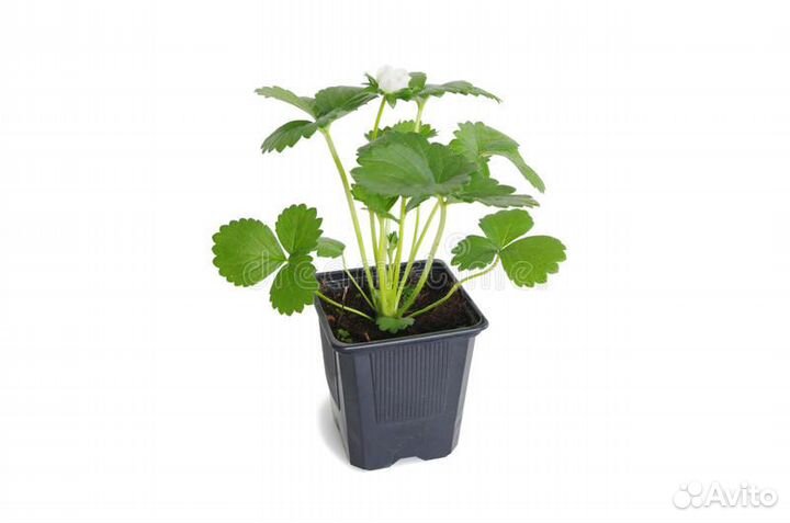 Рассада земляники ремонтантной И ампельной кашпо