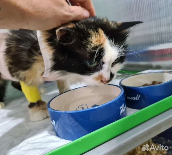 Стерилизованная Маруся для Надёжных хозяев