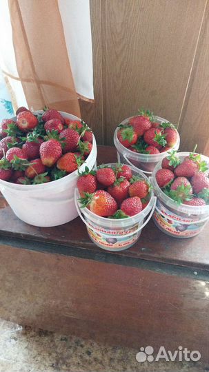 Усы клубники