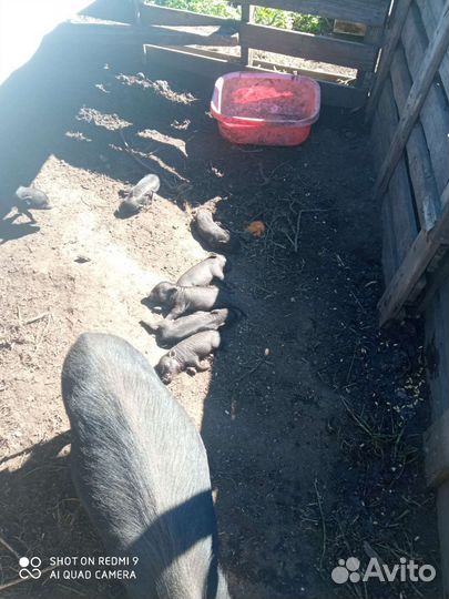 Вьетнамские поросята