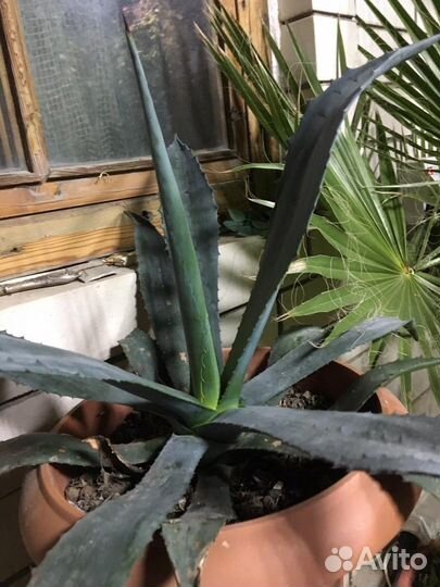 Комнатные растения цветы