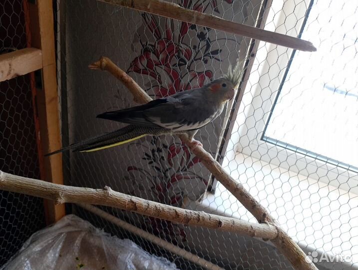 Попугай корелла