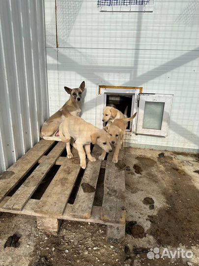 Метисы лаблаждоров в добрые руки