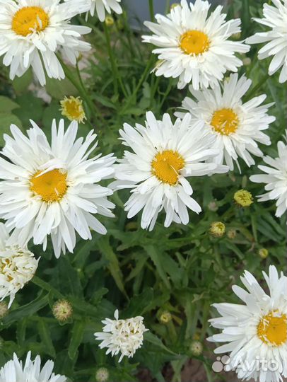 Садовые многолетники