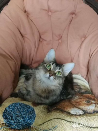 Пушистая зеленоглазая кошечка ищет дом