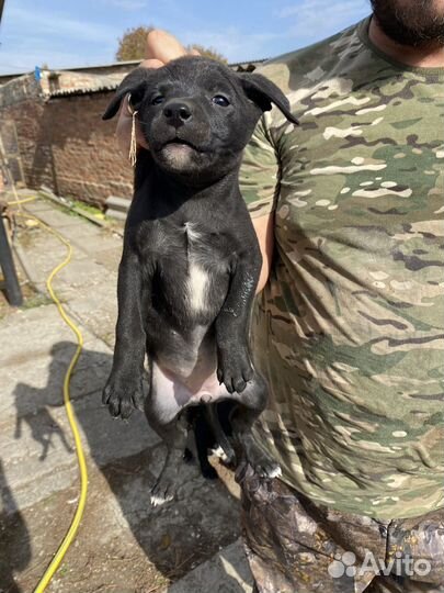 В добрые руки