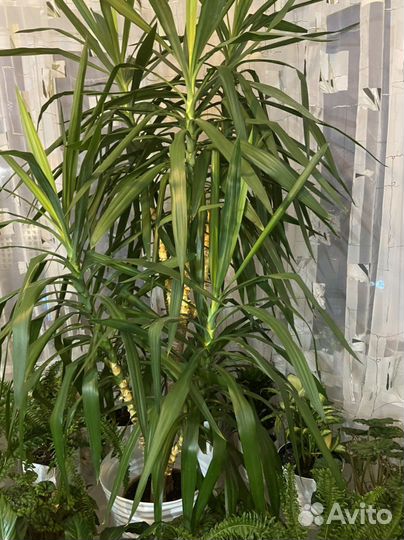 Пальма юкка