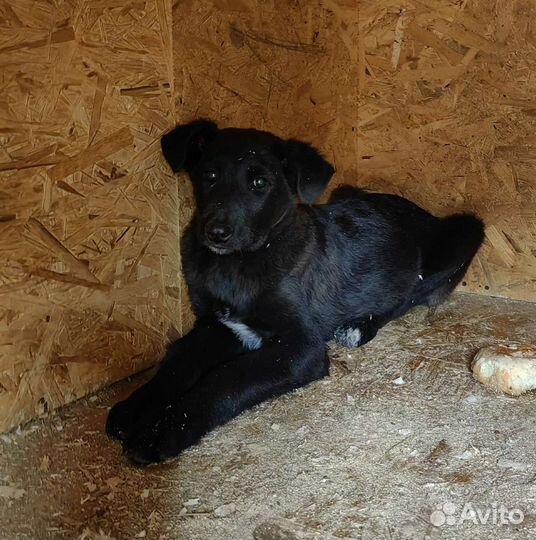 Спасите от гибели щенков
