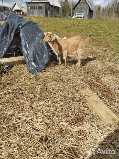 Англо нубийские козочки (даром)