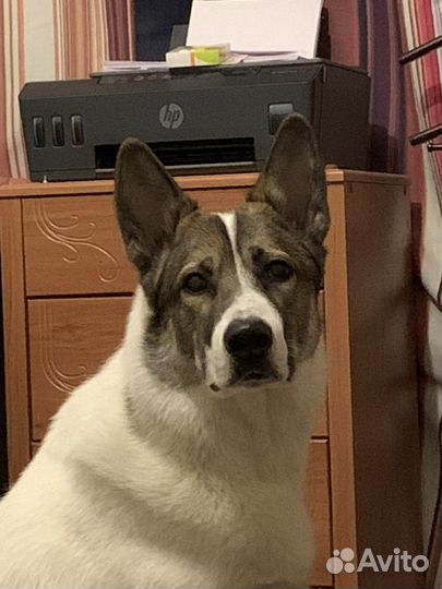 Метис овчарки с лайкой