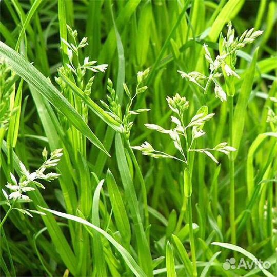 Семена мятлик луговой 