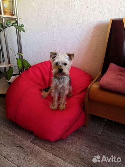 Йоркширский терьер вязка мальчик