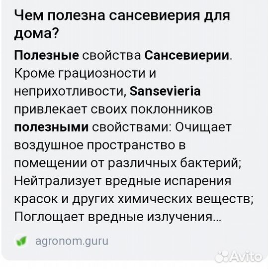 Домашние цветы.Сансевиерия