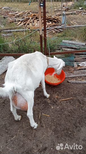 Коза Заанубийская