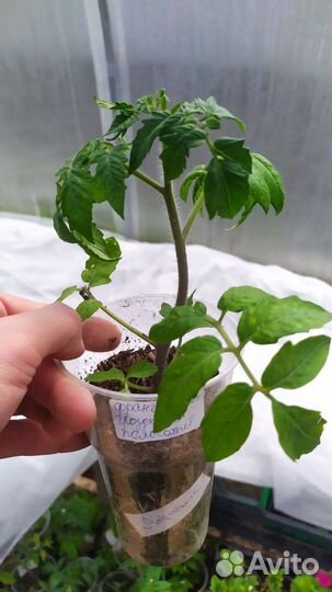 Рассада томатов коллекционные