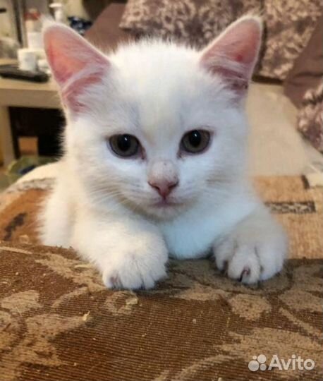 Маленький котик