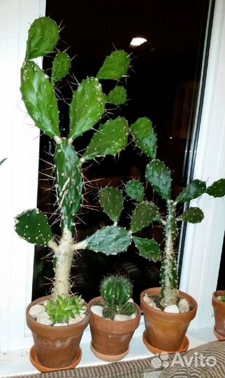 Эпифилум, Опунция, Крассула ложноплауновидная