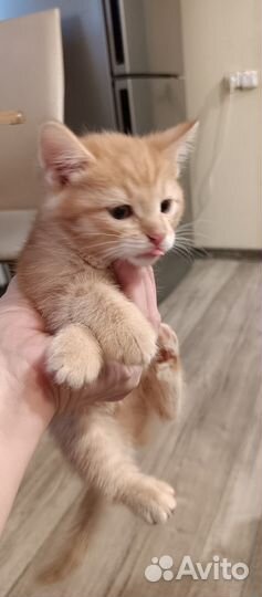 Котенок от кошки породы Мейн-кун