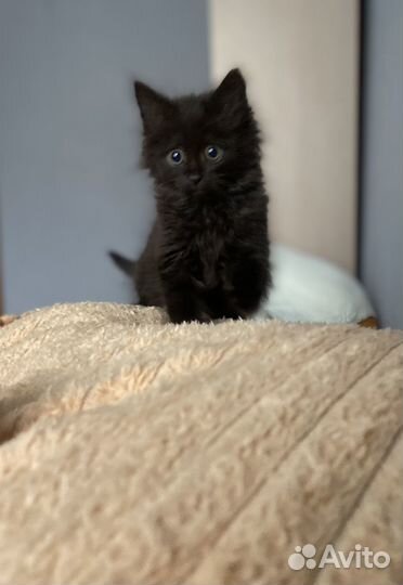 Котенок девочка в добрые руки