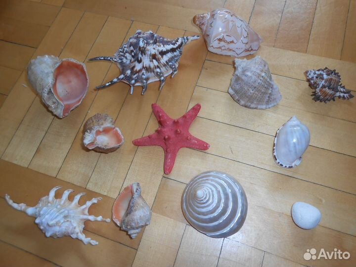 Набор ракушек для аквариума, ракушка океаническая
