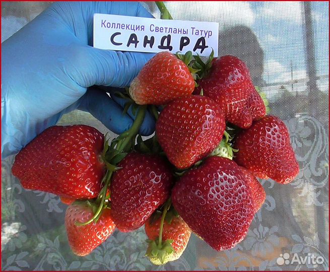 Рассада клубники, овощей, голубика, жимолость, еже