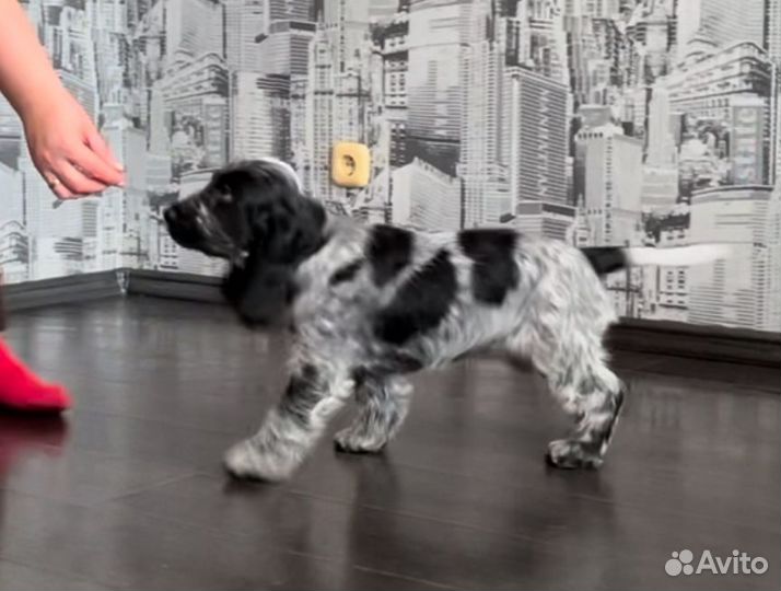 Породистый щенок кокер-спаниеля с родословной