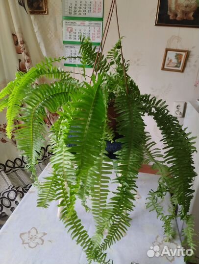 Нефролепис