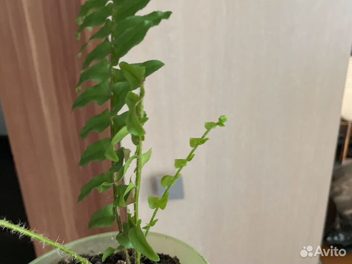 Папоротник комнатный