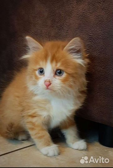 Котенок Солнышко 1,5 мес