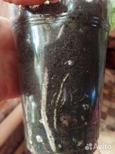 Сингониум pink splash