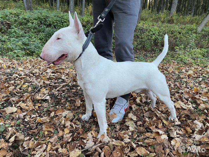 Бультерьер вязка